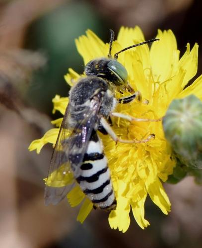 Bembix sp.